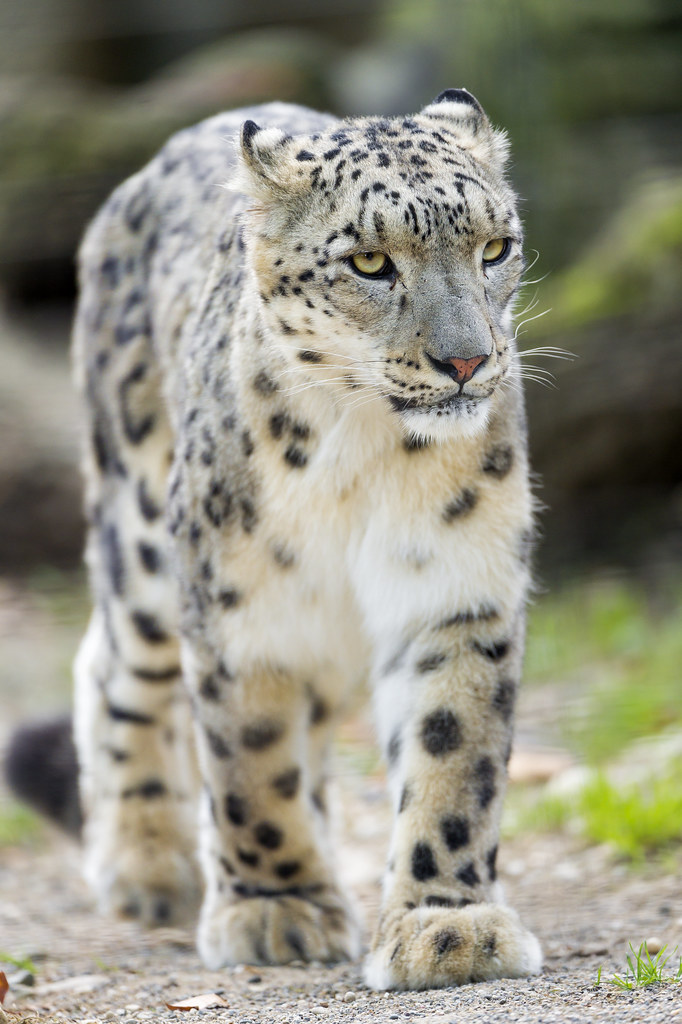 Again, a walking snow leopard