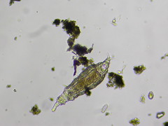 freshwater plankton, worm shaped