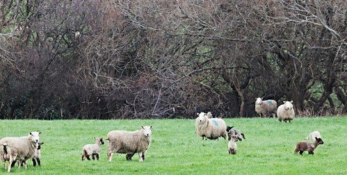 lamb lambs day22 northwales glanconwy ef100400mmf4556lisusm mywinter bbcwalesnature canoneos550d earlylambs ashperkins 2015onephotoeachday