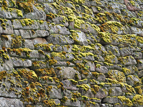 muro musgo wall birding castro salamanca muralla duero 2016 arribes yeclalavieja