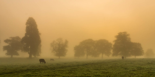 mist benningborough yorkshire sunrise dawn fog cow cattle trees meadow