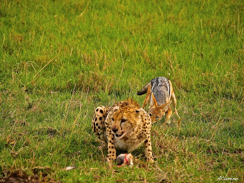 Gran dia en el M.Mara viendo cazar a los guepardos - 12 días de Safari en Kenia: Jambo bwana (72)