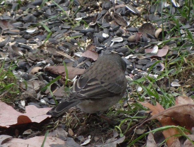unidentified apparent hybrid sparrow