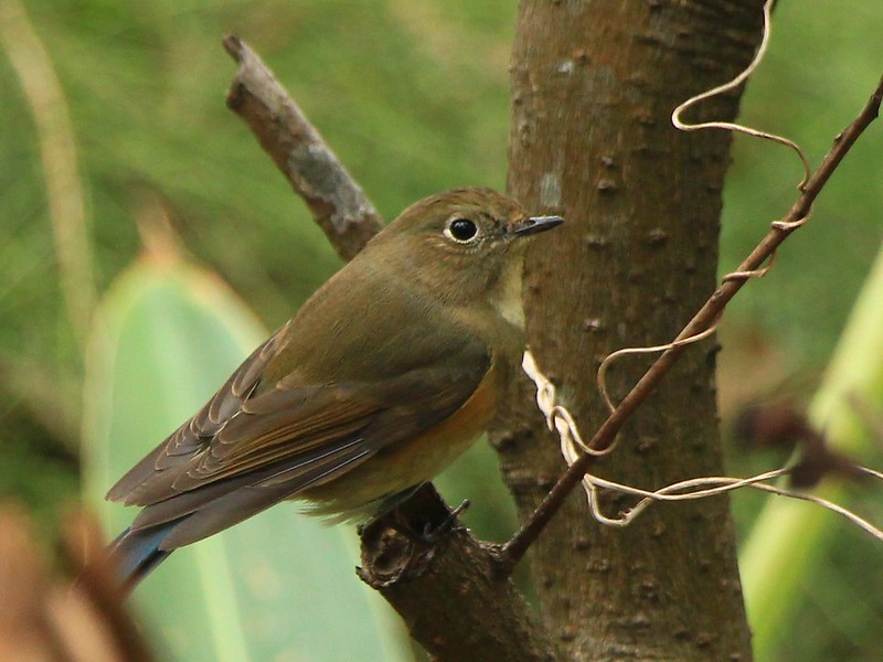 IMG_8946 藍尾鴝 母鳥 Red-flanked Bluetail