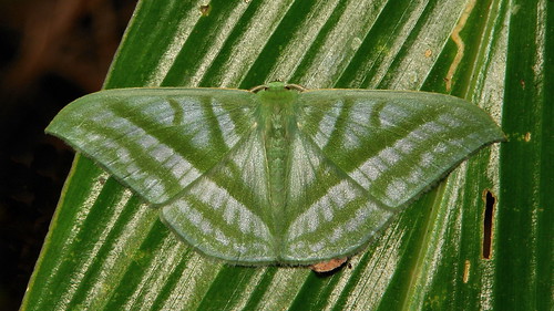 china colour macro green topf25 insect top moth lepidoptera geometridae yunnan reddit geometrinae tumblr itchydogimages sinobug