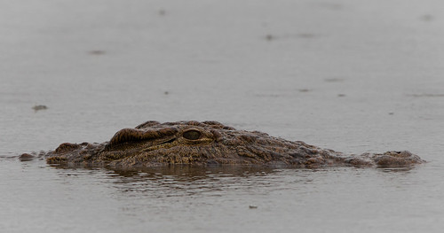 Nile crocodile.jpg