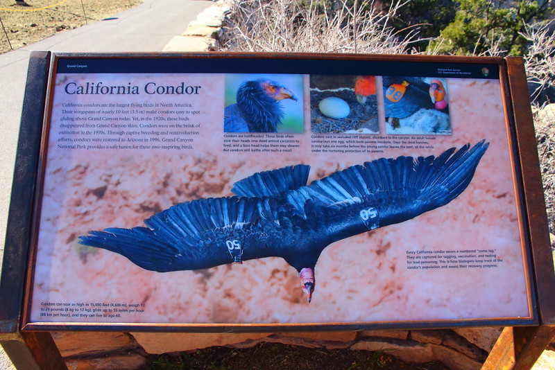 IMG_6212 California Condor