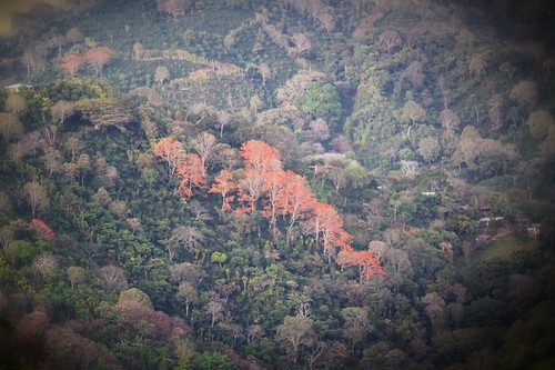 orange landscape costarica colours view hills atenas gigante poro cafetales erythrinapoeppigiana porotree