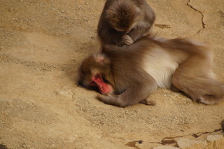 037 Japanse makaken