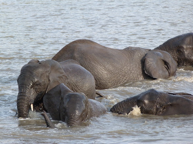 Elefantes dándose un baño en una laguna de Sabi Sand (Parque Kruger de Sudáfrica)
