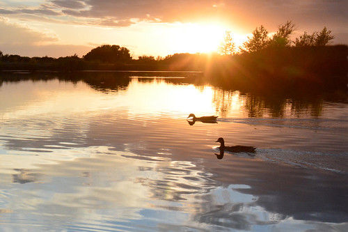 sunset ducks kansas wichita chisholmcreekpark