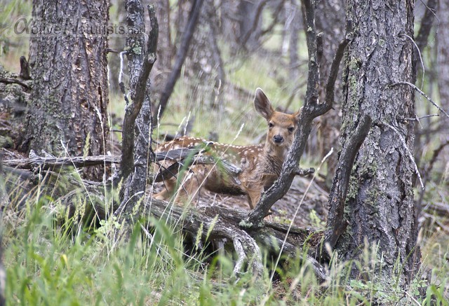 deer 0002  Orient Land Trust, Colorado, USA