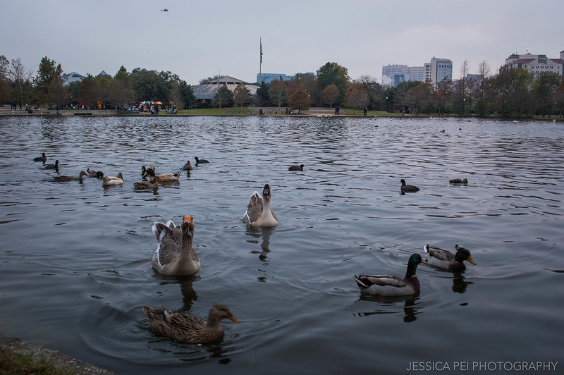 Ducks Hermann Park Houston