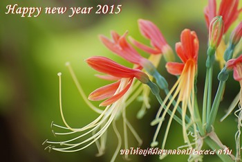 happy new year 2015 2