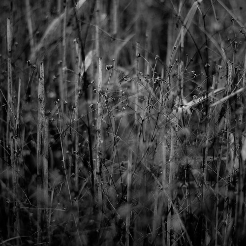 autumn blackandwhite bw abstract blur monochrome grass forest reeds square blackwhite woods nikon dof natural branches wetlands d5000 noahbw