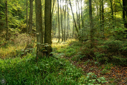 autumn light forest automne nikon lumière hdr forêt d300s