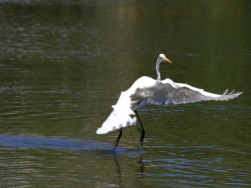 IMG_1468 大白鷺 Great White Egret