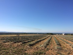 More lavender fields - Photo of Saint-Julien-d'Asse