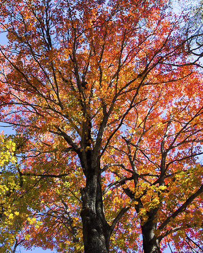 autumn trees red arizona orange fall colors leaves yellow foliage ashcreek galiuromountains canonrebelt4i