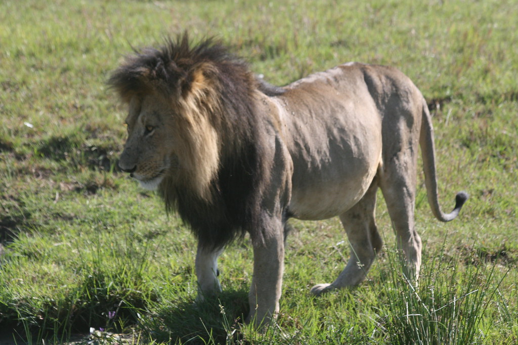 MEMORIAS DE KENIA 14 días de Safari - Blogs de Kenia - MASAI MARA IV (11)