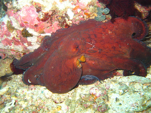 Octopus, Sabang, Puerto Galera