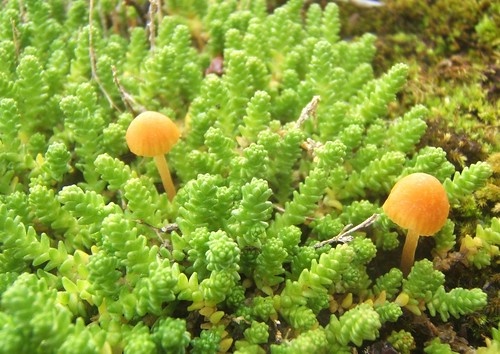 Les mini champignons