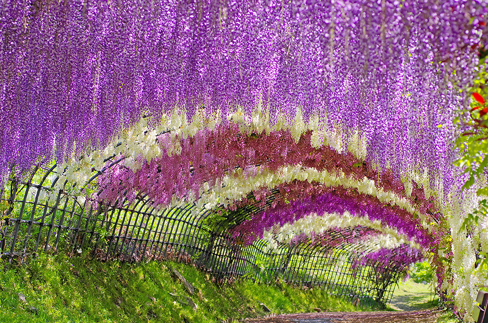 Japan The-Wisteria-Tunnel