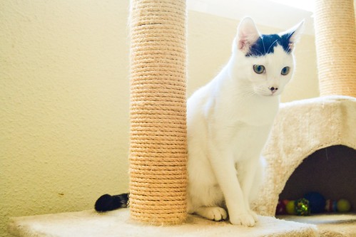 Carlo, gatito blanco con toque negro tímido y muy bueno esterilizado, nacido en Junio´14, en adopción. Valencia. ADOPTADO. 15746317848_bc6b24518c