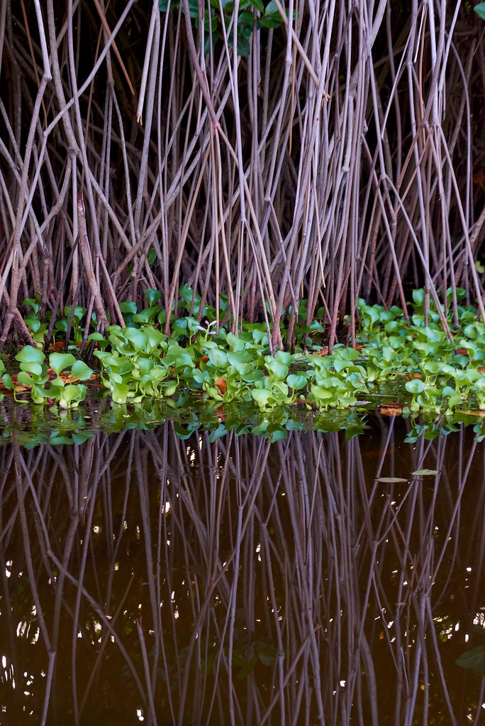 Mangrove reflection - Monterrico
