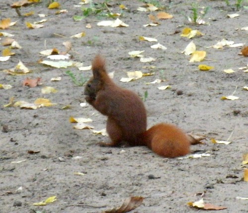 Eichhörnchen auf Spielplatz