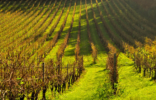 england green pattern unitedkingdom walk hill rows grapes dorking vinyard tokinaaf1116mmf28
