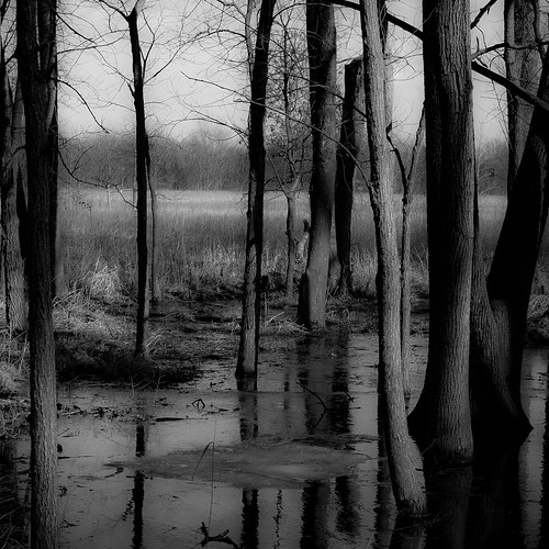 trees blackandwhite bw reflection ice water monochrome forest square landscape frozen blackwhite spring woods nikon freezing wetlands d5000 noahbw