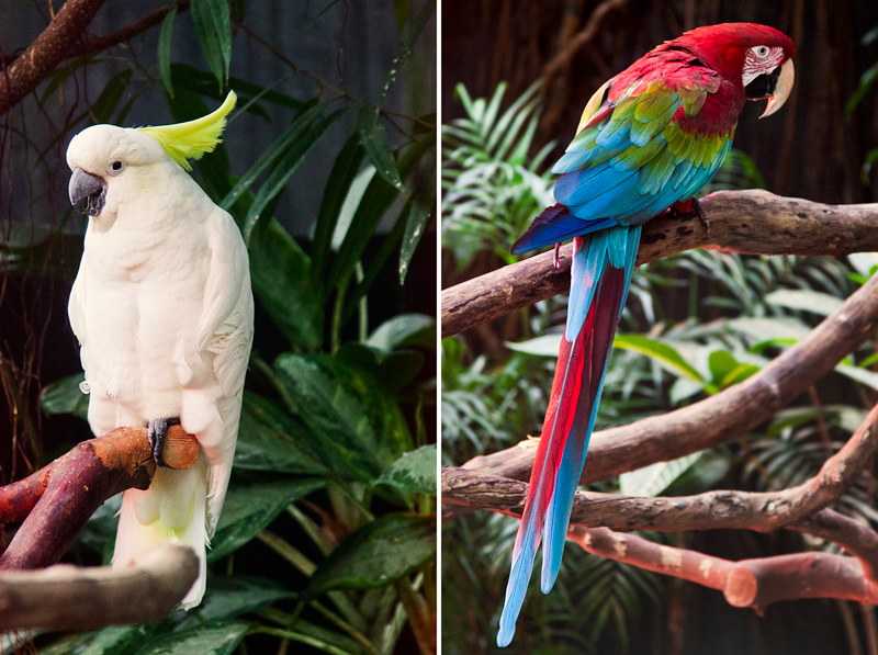 cockatoo and macaw