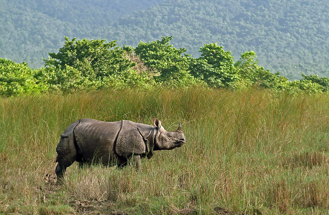 Asian Rhino in Nepal