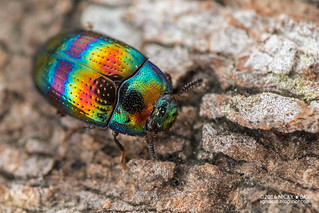 Darkling beetle (Androsus fasciolatus) - DSC_2800