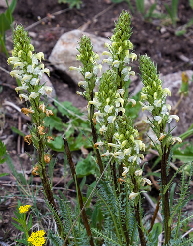 colorado nature creede plantswildflowers places alpinelousewort unitedstates us