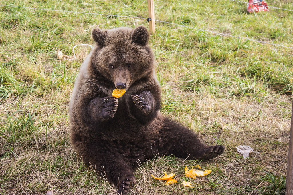Питание медведя. Приспособления для питания медведя. Медведь на диете. Медведь Мансур еда. Компании связанные с медведем еды.