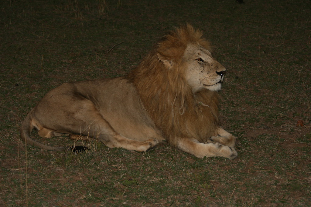 MEMORIAS DE KENIA 14 días de Safari - Blogs de Kenia - MASAI MARA I (25)
