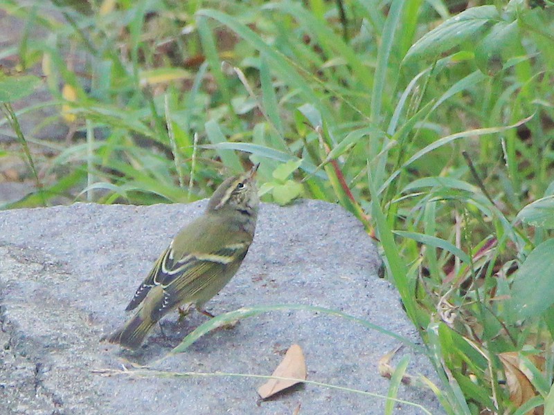 IMG_2252 黃眉柳鶯 Yellow-browed Warbler