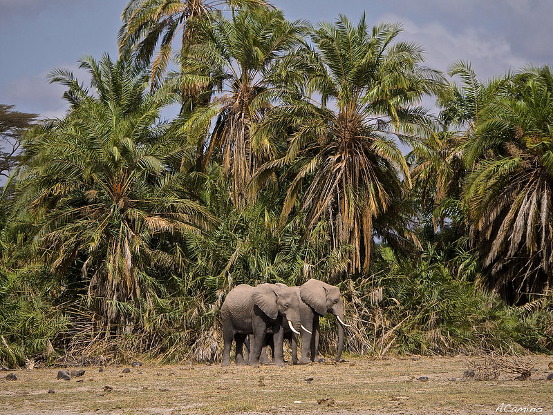 12 días de Safari en Kenia: Jambo bwana - Blogs de Kenia - Amboseli: Buscando la foto del elefante a los pies del Kilimanjaro (8)