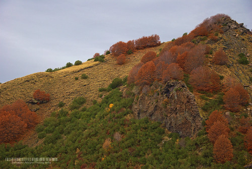 autumn trees volcano sicily etna dike sicilia ätna serradelsalifizio