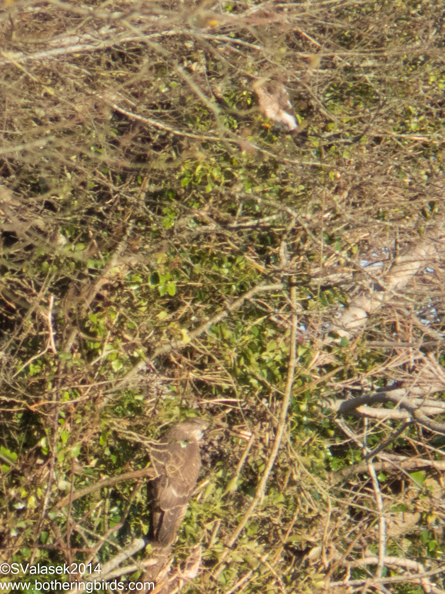 Common Buzzard (below) and Sparrowhawk (above)