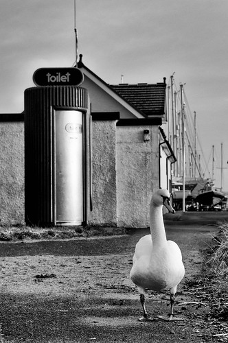 uk animals sunrise swans isleofarran locations lamlash