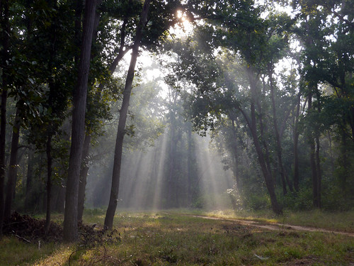 morning forest sunrays sal kanha