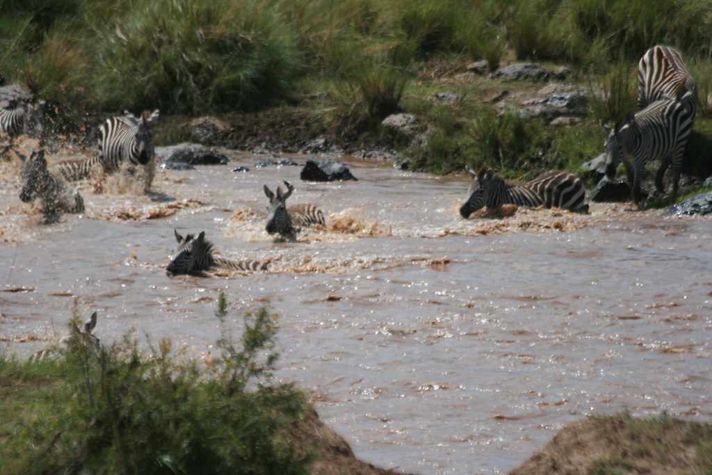 MASAI MARA IV - MEMORIAS DE KENIA 14 días de Safari (24)