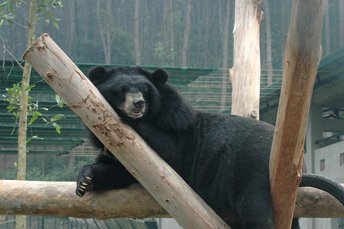 Lazy day for bear in new bear house