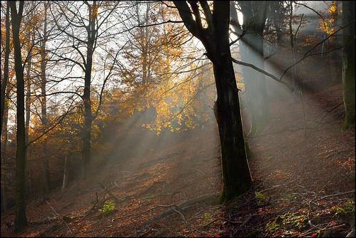 autumn trees forest automne landscape nikon lumière contemporary sigma arbres paysage d7100 foréts 1770f284dcoshsmc
