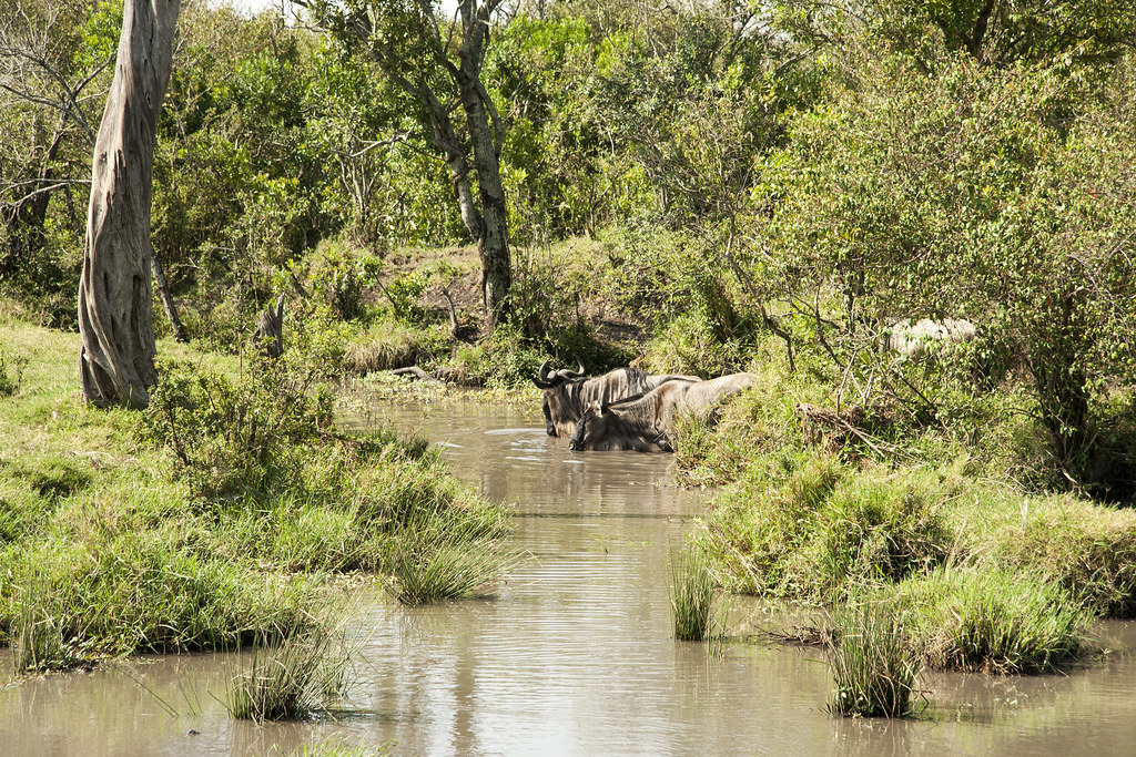 MASAI MARA IV - MEMORIAS DE KENIA 14 días de Safari (49)