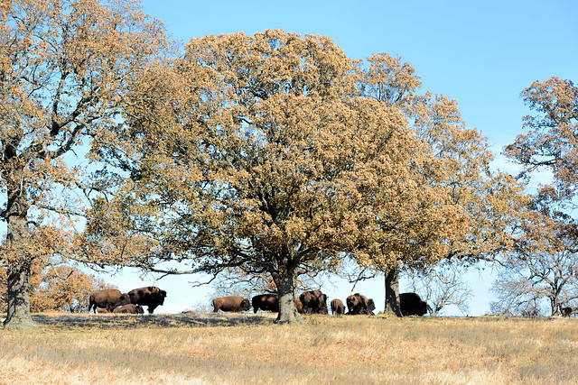 Buffalo Herd