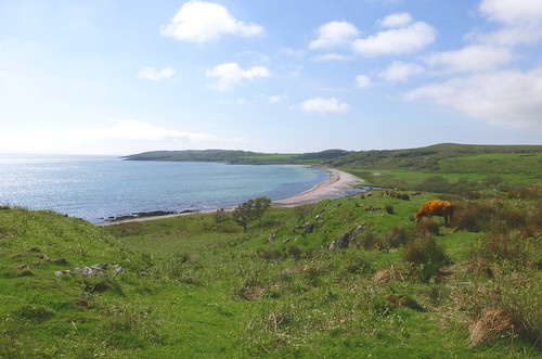 sea beach coast scotland cows farm shingle meadows islay grazing isleofislay argyllandbute ardtalla